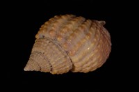 藏品(織紋螺)的圖片